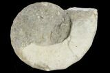 Fossil Ammonite (Metengonoceras) - Texas #117210-1
